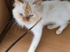 Persian Cat for Kind Home