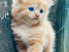 Persian cat