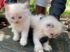 Persian Cats