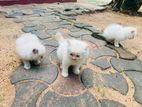 Persian Kittens