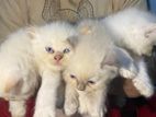 Persian Cats