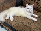 persian female cat