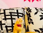Persian Cat