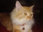 Persian Cat