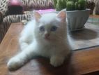 Persian Cat