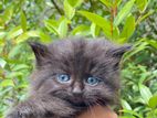 Persian Kitten