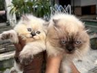 Persian Kitten