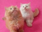 Persian Kittens