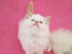 Persian Kittens
