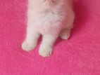 Persian Kittens