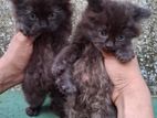 Persian Kittens