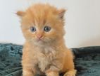 Persian Kittens