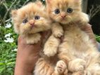 persian kittens