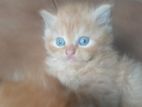 PERSIAN BREED