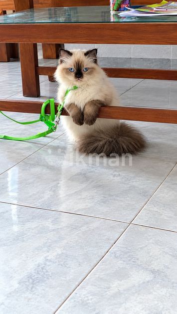 Persian Cat for Sale in Panadura | ikman