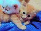Persian Cat