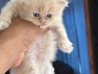 Persian Kitten