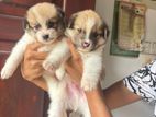Pomeranian Dogs Are