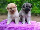 Pomeranian Dogs