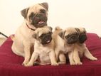 Pug Puppies