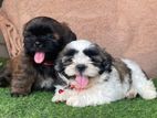Shih Tzu Puppies