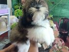 Shih Tzu Puppies