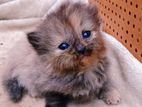 Pure Persian Cat
