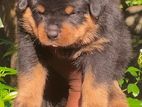 Rottweiler Puppies