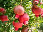 Red Angle Pomegranate