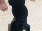 Original Rottweiler puppy
