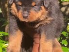 Rottweiler Puppy