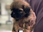 Russian ShihTzu Puppies