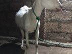 Sanal Goat