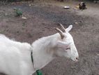 Farm Goat