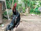 Shamo Rooster