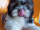 Shih Tzu Females Puppies