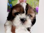 Shihtzu Puppies