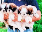 Shih Tzu Puppies