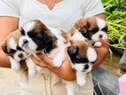 shih tzu puppies