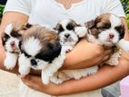 Shih Tzu puppies