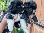 Original Shih Tzu Puppies For Sale (Kandy)