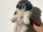 Shih Tzu Puppies