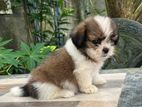 Shih Tzu Puppy