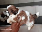 Original Shih tzu Puppy