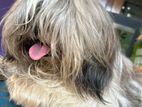 Shih Tzu for Crossing