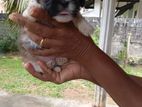 Shihtzu Puppies