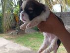 Shih Tzu Puppies