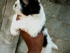 Shih Tzu Puppies
