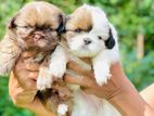 Shih Tzu Puppies