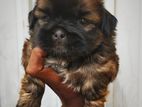 Shitzu Puppies